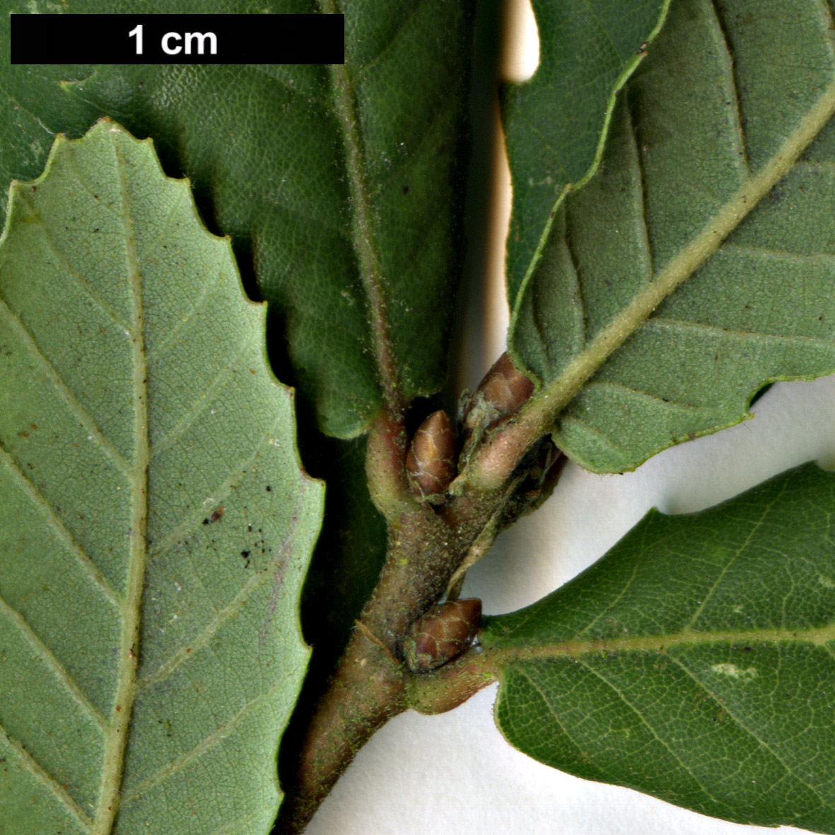 High resolution image: Family: Fagaceae - Genus: Quercus - Taxon: ×amaralii (Q.canariensis × Q.suber)